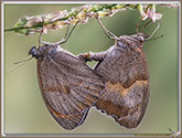 Myrtils
